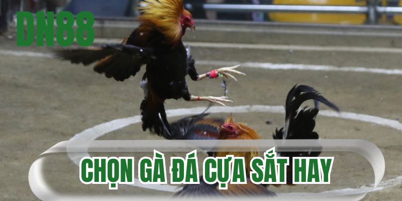 Chọn gà đá cựa sắt hay